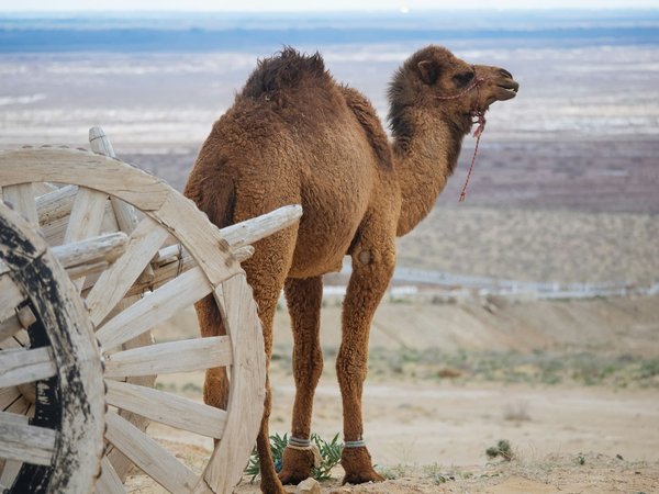 What are the specific legal requirements for towing a caravan on UK roads?